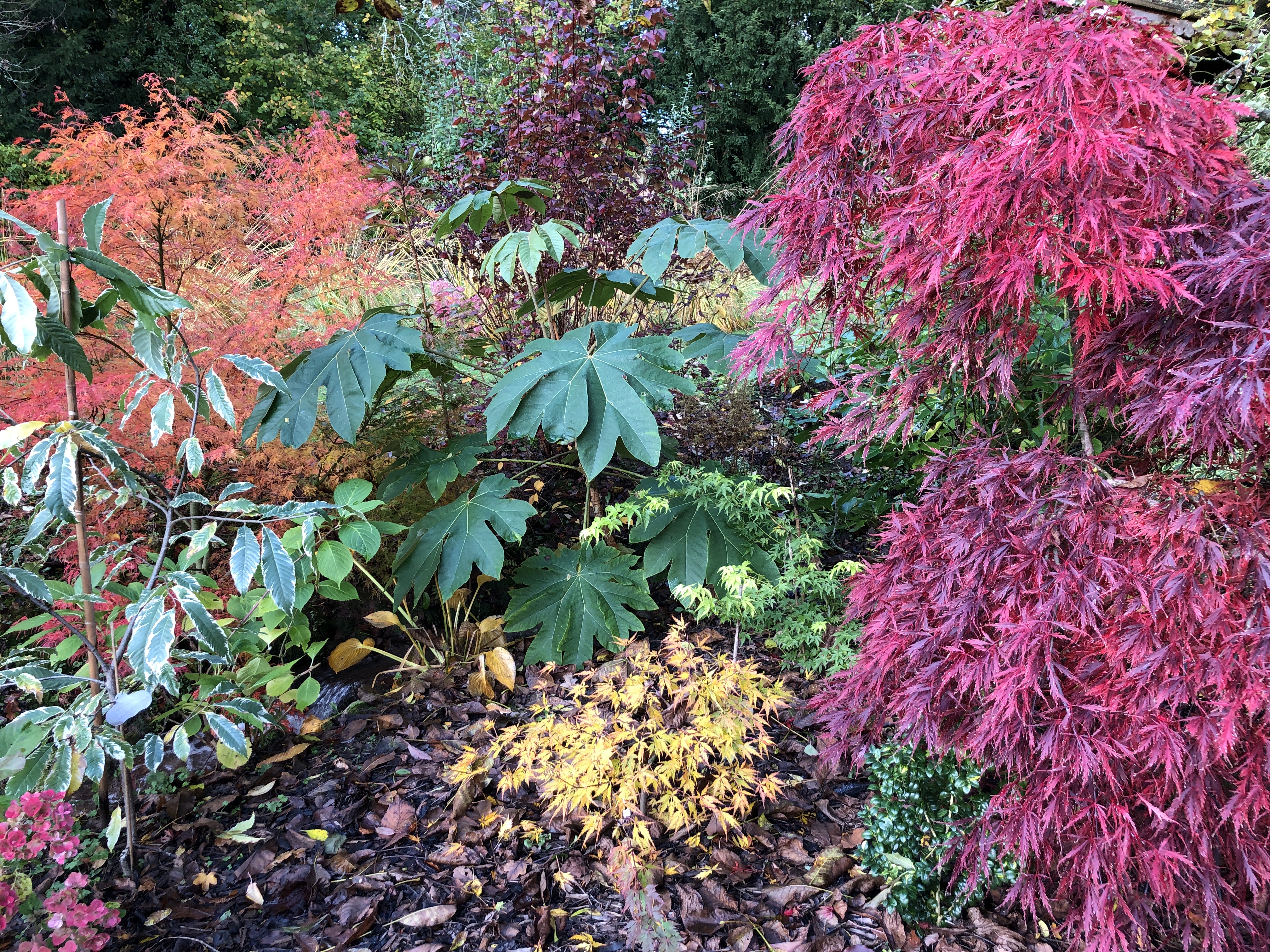 Autumn colours in the Japanese Garden