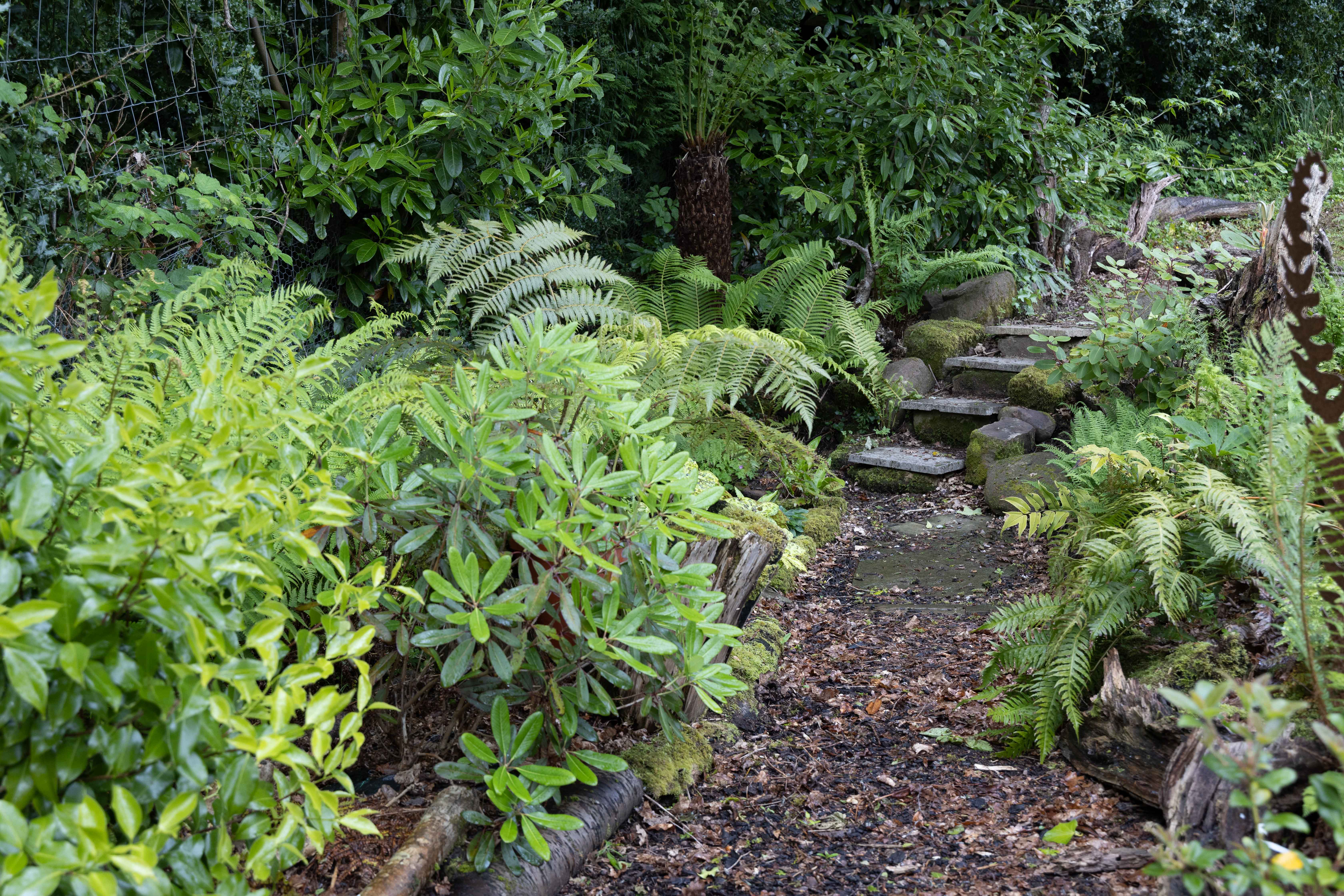 View of the Fernery