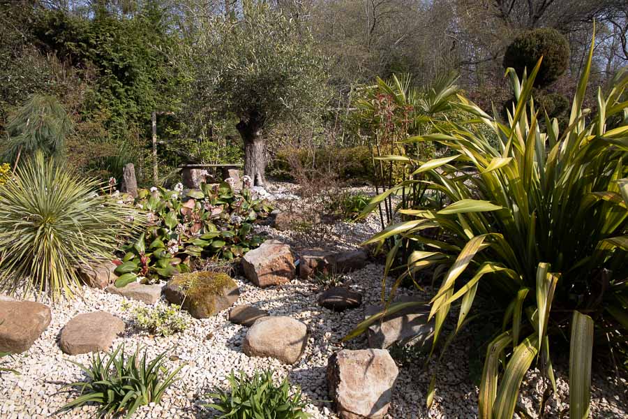 Mature Olive Tree in the Mediterranean Garden